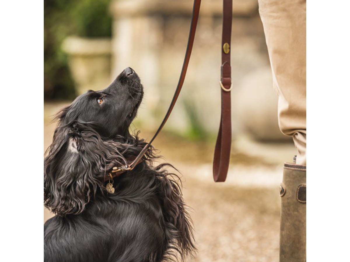 le chameau dog lead